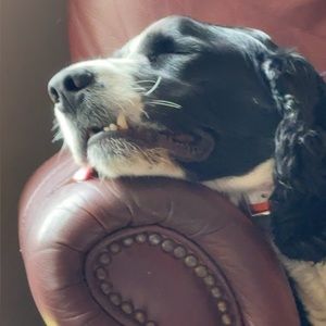 Meet your Posher, Brock